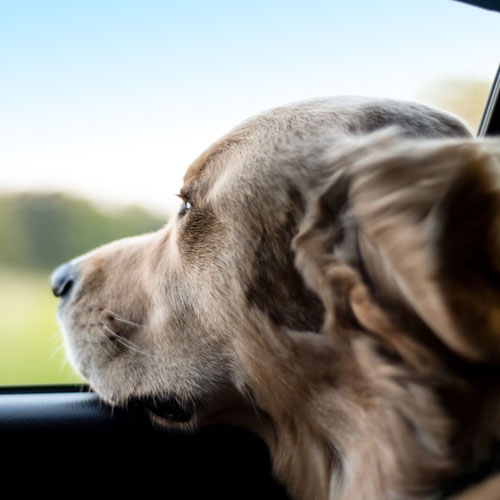 labrador looking out of automobile