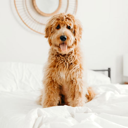 labradoodle sitting on bed