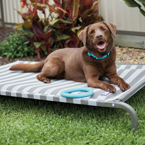 labrador on elevated dog bed