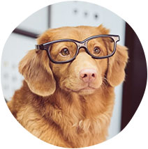 brown retriever with glasses